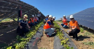enerjisa uretim agrivoltaik tarim uygulamalari ile 5 ton hasat yapti HC2rCwF3.webp